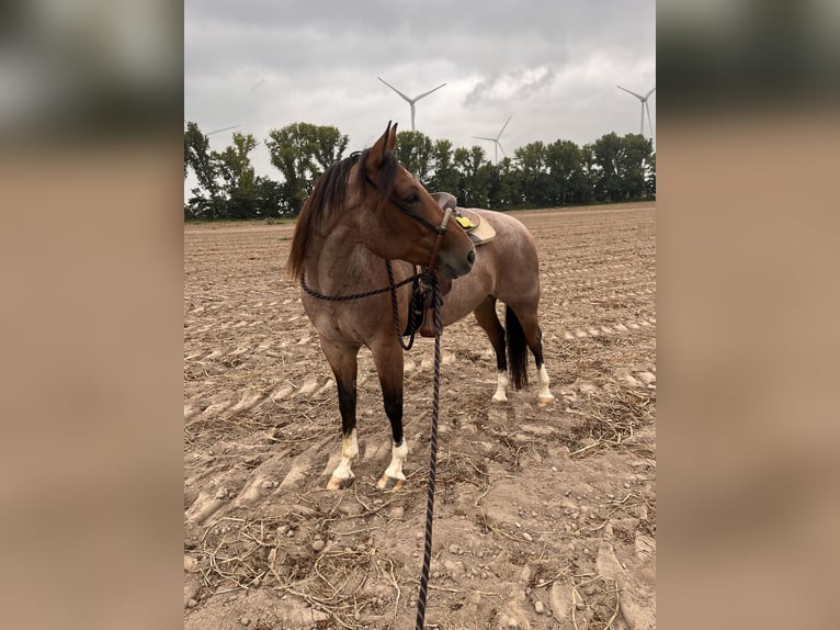 American Quarter Horse Gelding 6 years 15,1 hh Roan-Bay in Issum