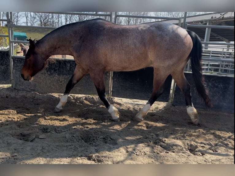 American Quarter Horse Gelding 6 years 15,1 hh Roan-Bay in Issum