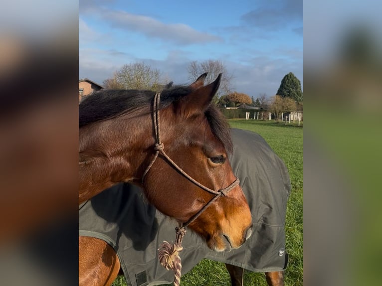 American Quarter Horse Gelding 6 years 15,1 hh Roan-Bay in Issum