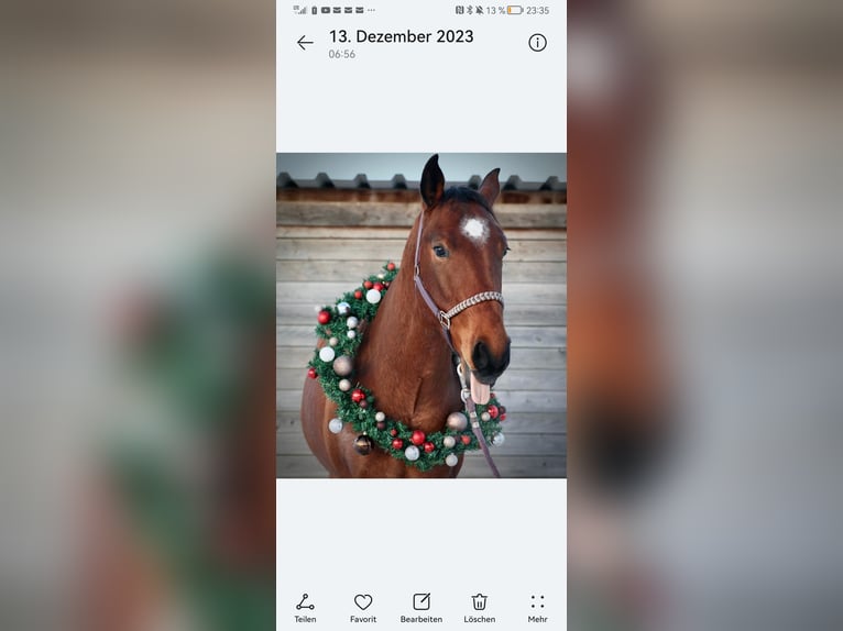 American Quarter Horse Gelding 6 years 15,1 hh Roan-Bay in Giengen an der Brenz