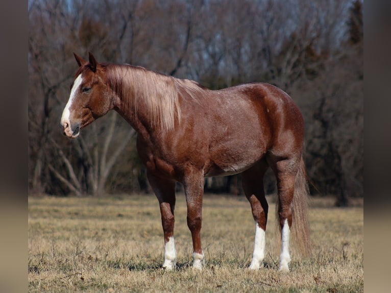 American Quarter Horse Gelding 6 years 15,1 hh Roan-Red in Baxter Springs