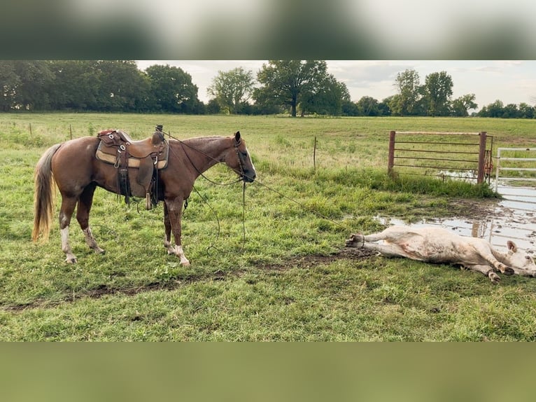 American Quarter Horse Gelding 6 years 15,1 hh Roan-Red in Baxter Springs