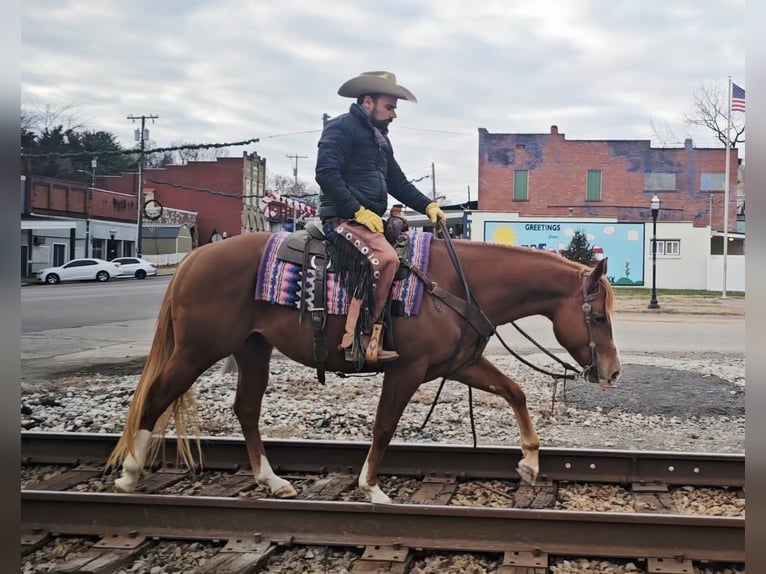 American Quarter Horse Gelding 6 years 15,1 hh Sorrel in Robards