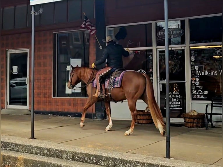 American Quarter Horse Gelding 6 years 15,1 hh Sorrel in Robards