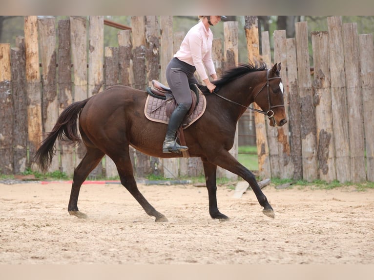 American Quarter Horse Mix Gelding 6 years 15,2 hh Bay in Athens