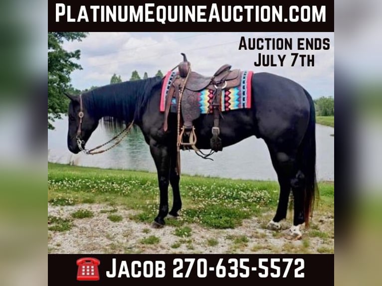 American Quarter Horse Gelding 6 years 15,2 hh Black in Robards KY