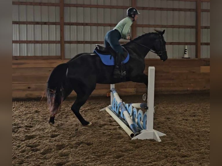 American Quarter Horse Gelding 6 years 15,2 hh Black in Robards KY