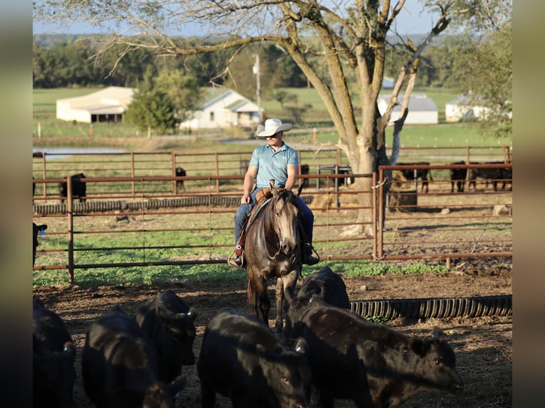 American Quarter Horse Gelding 6 years 15,2 hh Buckskin in Buffalo