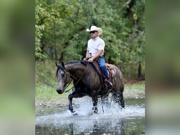 American Quarter Horse Gelding 6 years 15,2 hh Buckskin in Buffalo