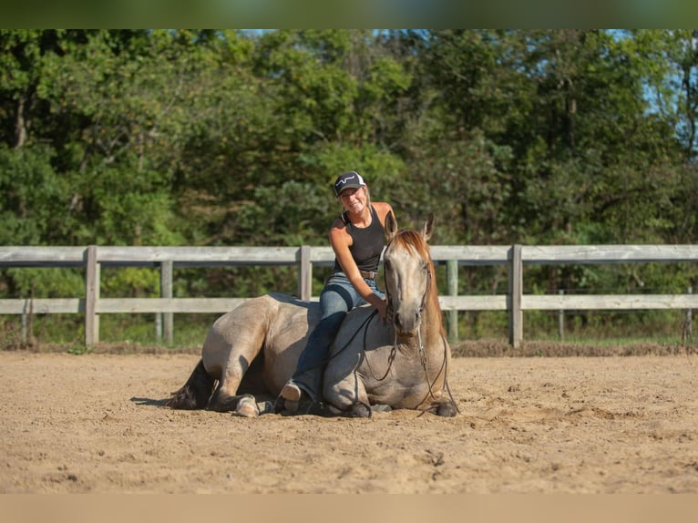 American Quarter Horse Gelding 6 years 15,2 hh Buckskin in Mayfield