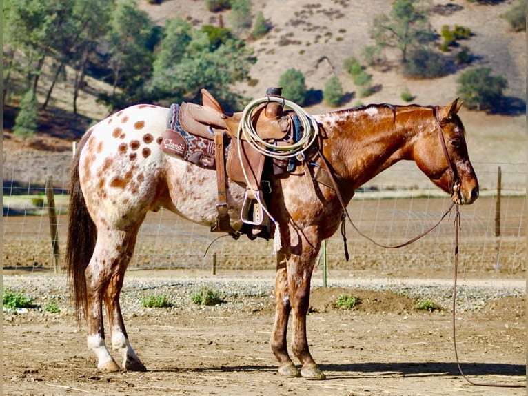 American Quarter Horse Gelding 6 years 15,2 hh Buckskin in Paicines CA