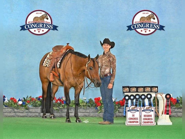 American Quarter Horse Gelding 6 years 15,2 hh Dun in Jackson MI