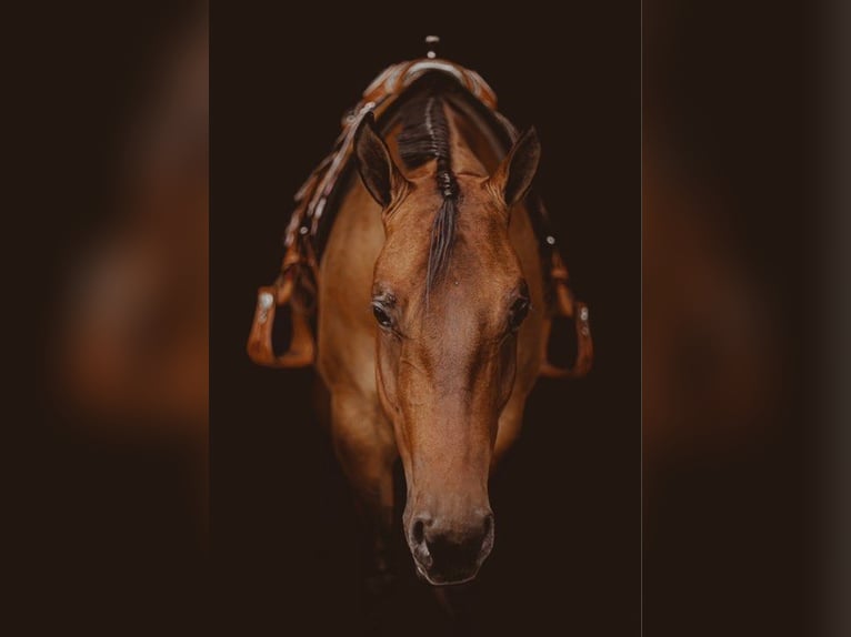 American Quarter Horse Gelding 6 years 15,2 hh Dun in Jackson MI