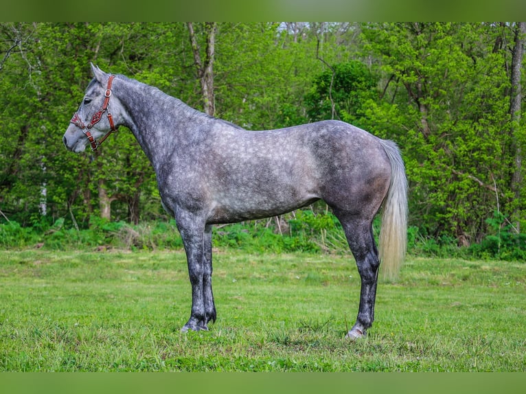 American Quarter Horse Gelding 6 years 15,2 hh Gray-Dapple in Flemingsburg Ky