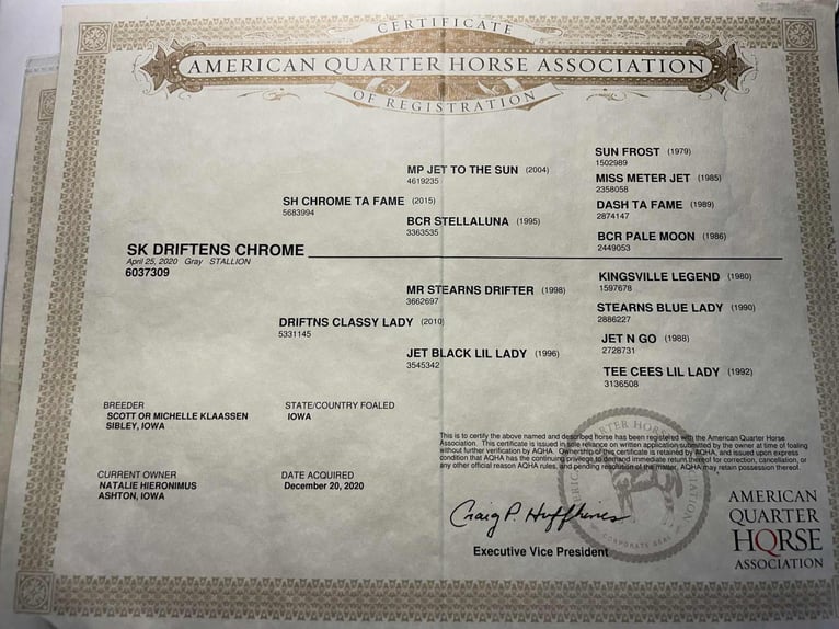 American Quarter Horse Gelding 6 years 15,2 hh Grey-Dark-Tan in Fresno