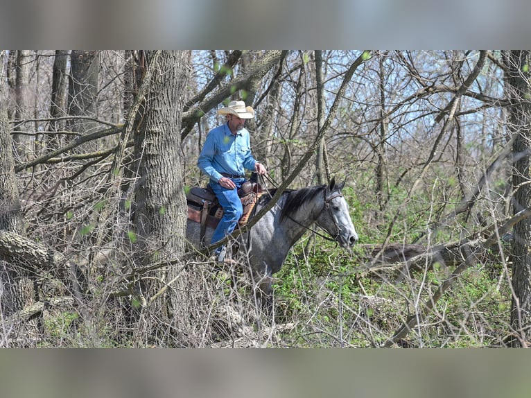 American Quarter Horse Gelding 6 years 15,2 hh Grey in Harwood