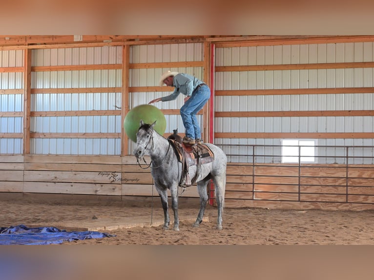 American Quarter Horse Gelding 6 years 15,2 hh Grey in Harwood