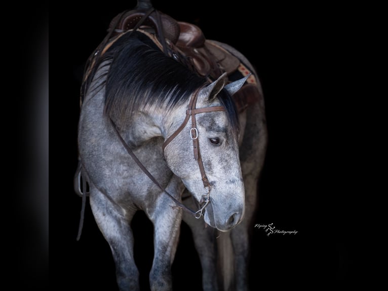 American Quarter Horse Gelding 6 years 15,2 hh Grey in Harwood