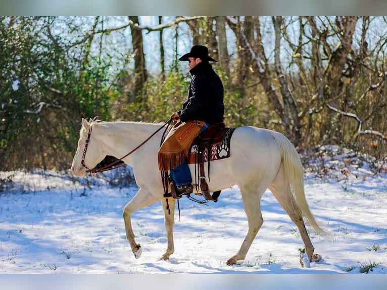 American Quarter Horse Gelding 6 years 15,2 hh Perlino in Santa Fe TN
