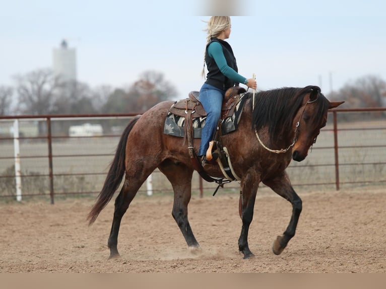 American Quarter Horse Gelding 6 years 15,2 hh Roan-Bay in Mineral Wells