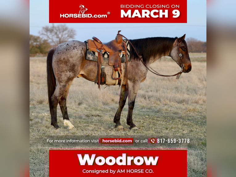 American Quarter Horse Gelding 6 years 15,2 hh Roan-Bay in Mineral Wells