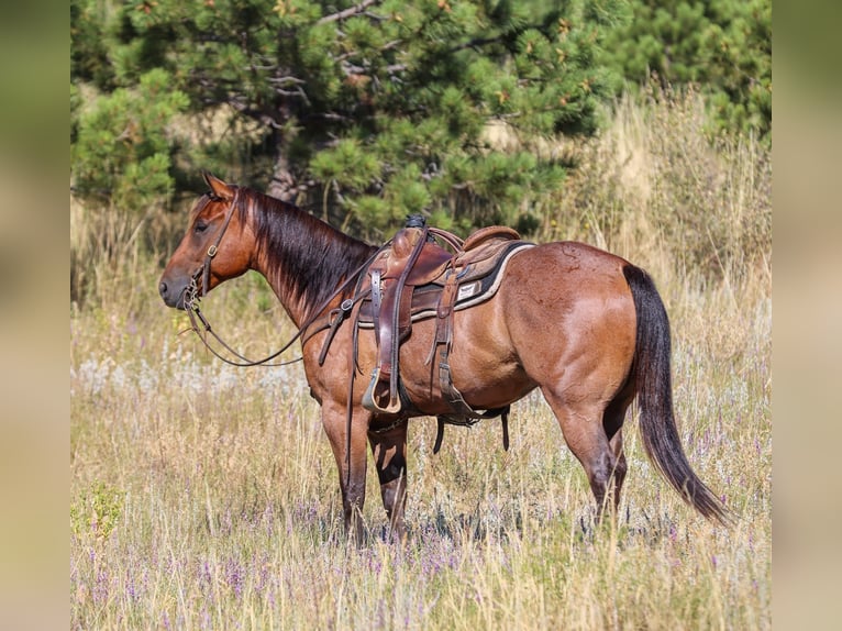 American Quarter Horse Gelding 6 years 15,2 hh Roan-Bay in Ranger