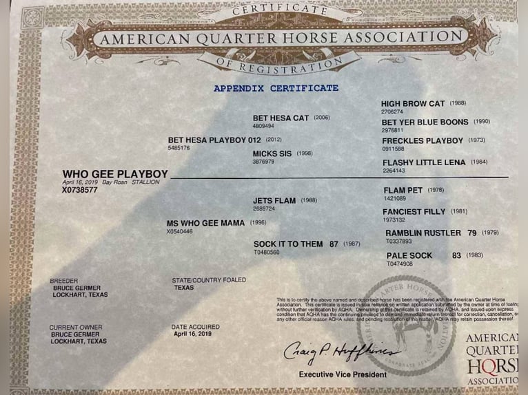 American Quarter Horse Gelding 6 years 15,2 hh Roan-Bay in Lipan TX