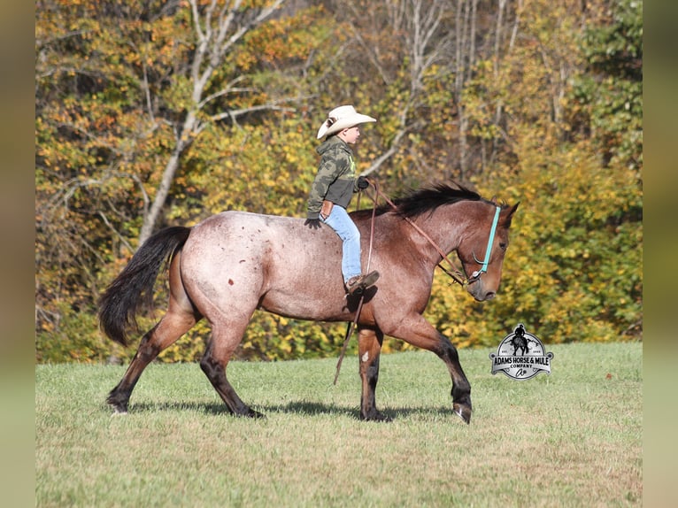 American Quarter Horse Gelding 6 years 15,2 hh Roan-Bay in Mount Vernon
