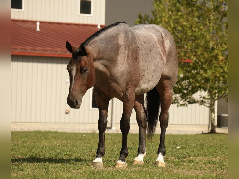 American Quarter Horse Gelding 6 years 15,2 hh Roan-Bay in Fresno, OH