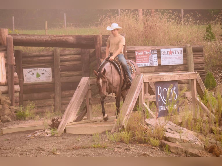 American Quarter Horse Gelding 6 years 15,2 hh Roan-Bay in Fresno, OH