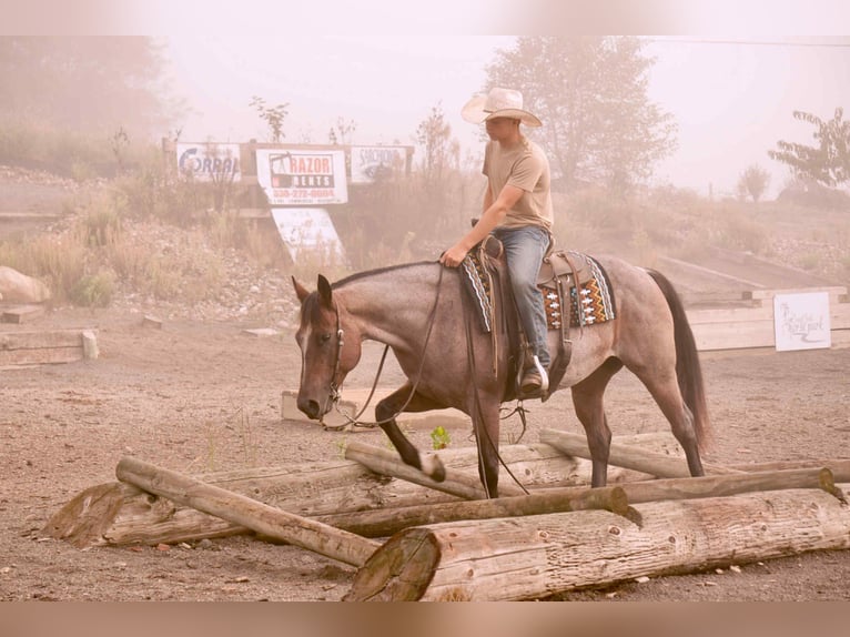 American Quarter Horse Gelding 6 years 15,2 hh Roan-Bay in Fresno, OH