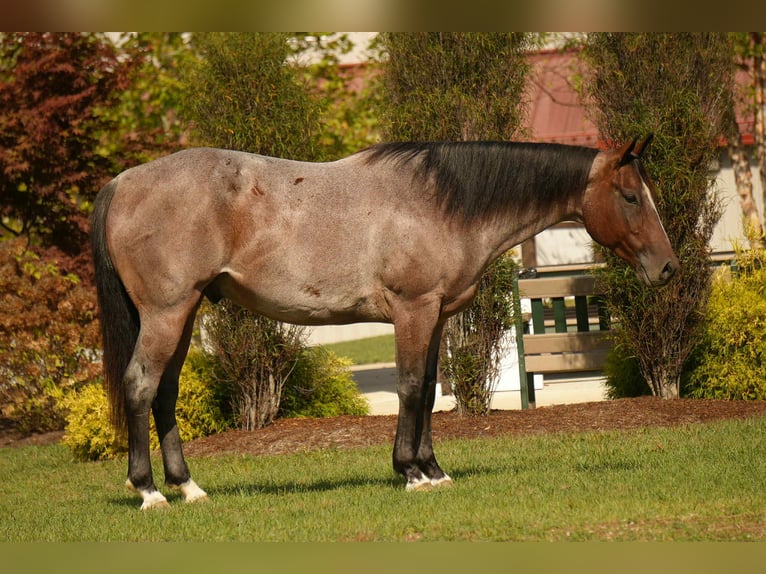 American Quarter Horse Gelding 6 years 15,2 hh Roan-Bay in Fresno, OH