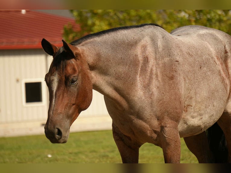 American Quarter Horse Gelding 6 years 15,2 hh Roan-Bay in Fresno, OH