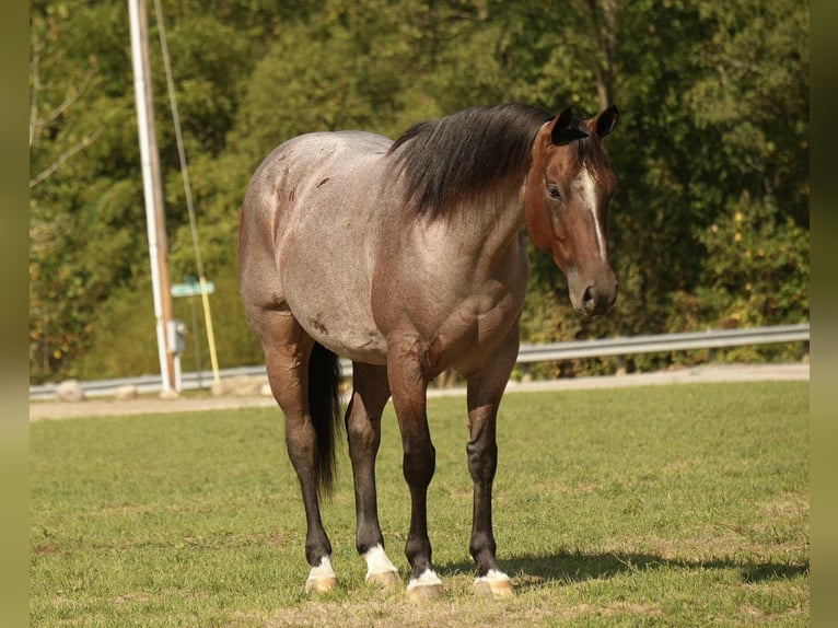 American Quarter Horse Gelding 6 years 15,2 hh Roan-Bay in Fresno, OH