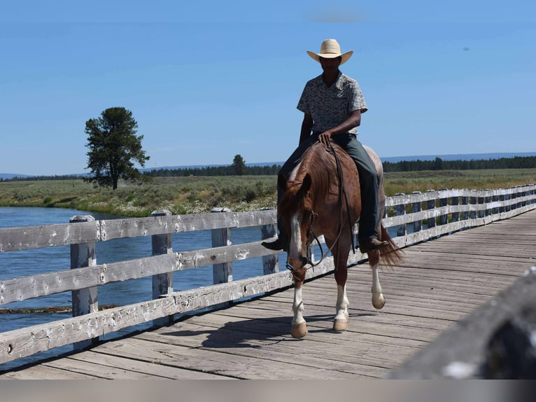 American Quarter Horse Gelding 6 years 15,2 hh Roan-Red in Mount Vernon, TX