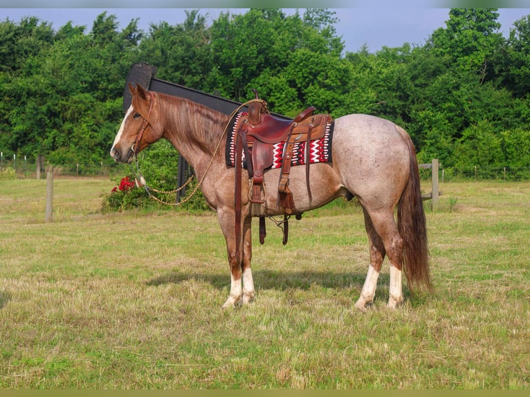 American Quarter Horse Gelding 6 years 15,2 hh Roan-Red in Mount Vernon, TX