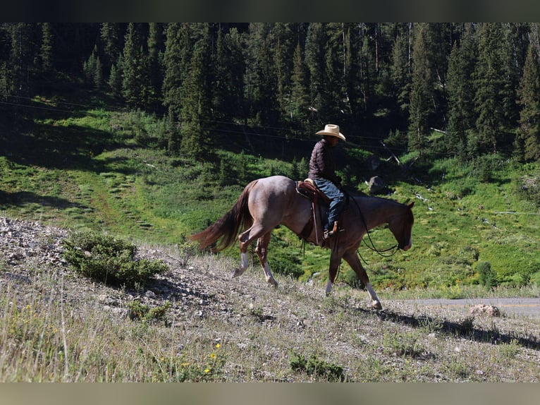 American Quarter Horse Gelding 6 years 15,2 hh Roan-Red in Mount Vernon, TX