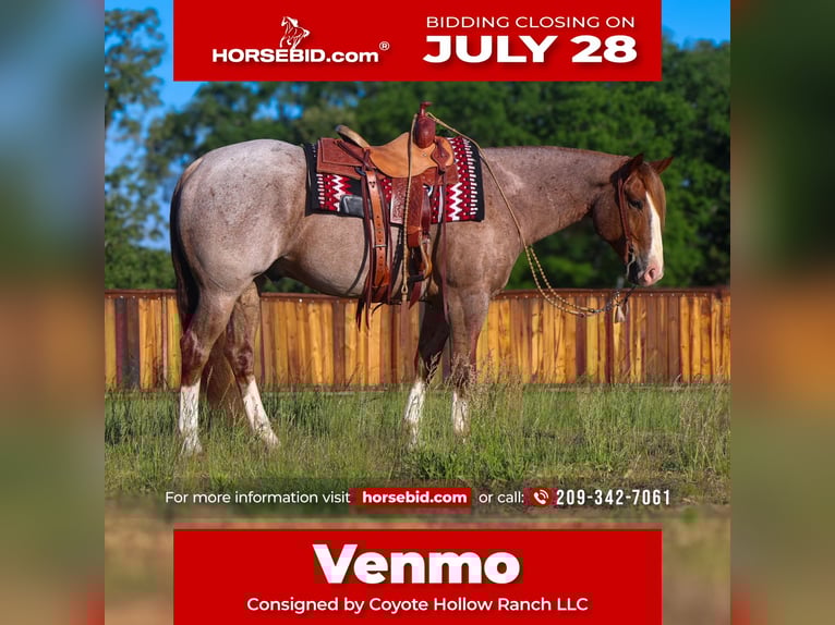 American Quarter Horse Gelding 6 years 15,2 hh Roan-Red in Mount Vernon, TX