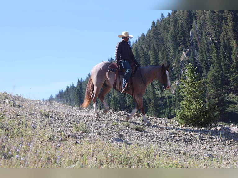 American Quarter Horse Gelding 6 years 15,2 hh Roan-Red in Mount Vernon, TX