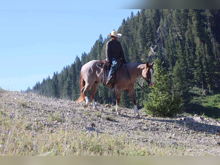 American Quarter Horse Gelding 6 years 15,2 hh Roan-Red in Mount Vernon, TX