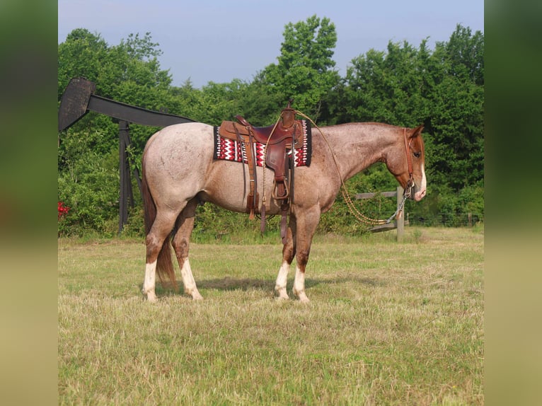 American Quarter Horse Gelding 6 years 15,2 hh Roan-Red in Mount Vernon, TX
