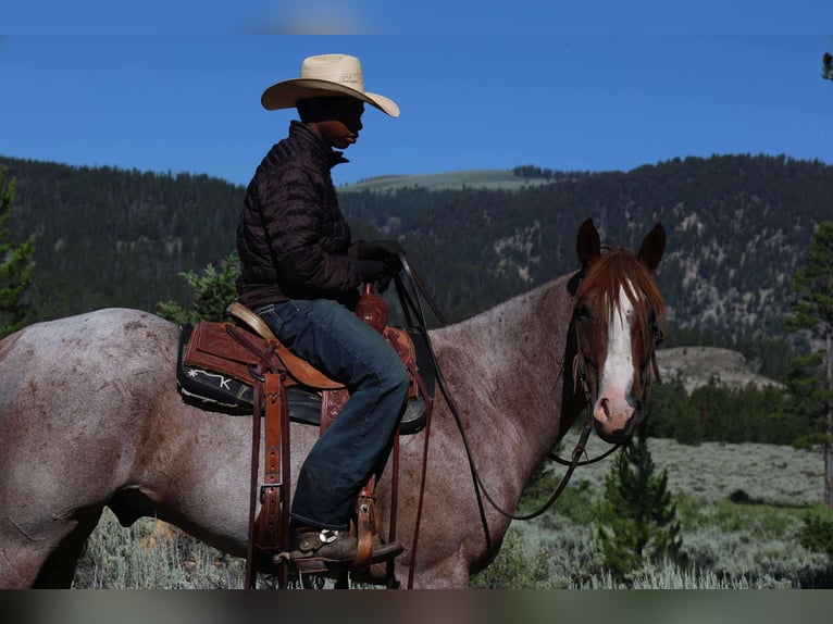 American Quarter Horse Gelding 6 years 15,2 hh Roan-Red in Mount Vernon, TX
