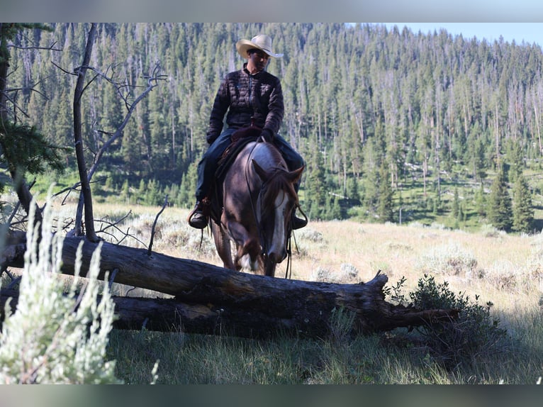 American Quarter Horse Gelding 6 years 15,2 hh Roan-Red in Mount Vernon, TX