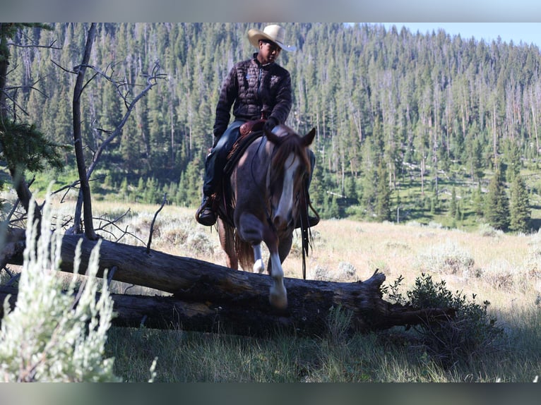 American Quarter Horse Gelding 6 years 15,2 hh Roan-Red in Mount Vernon, TX