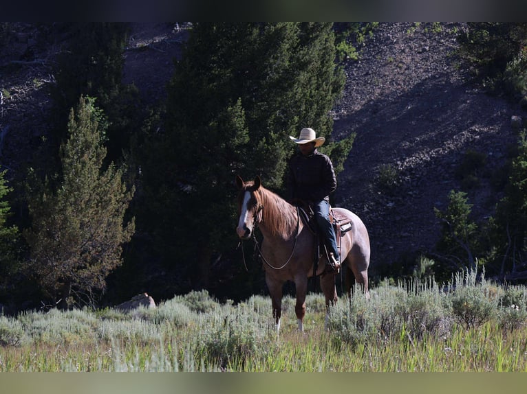 American Quarter Horse Gelding 6 years 15,2 hh Roan-Red in Mount Vernon, TX