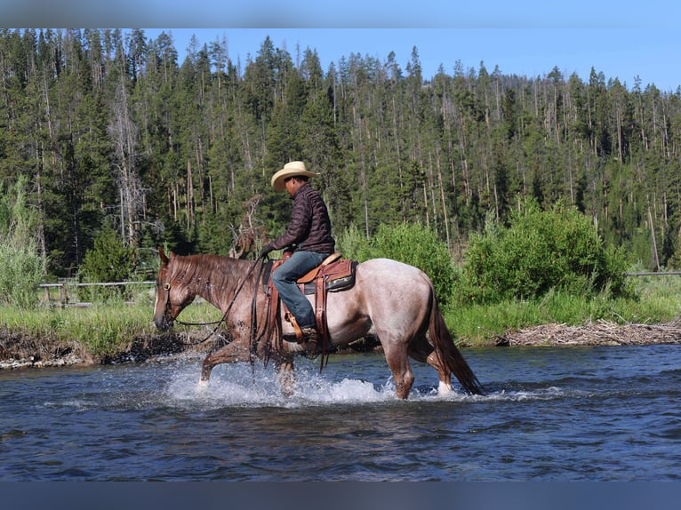 American Quarter Horse Gelding 6 years 15,2 hh Roan-Red in Mount Vernon, TX