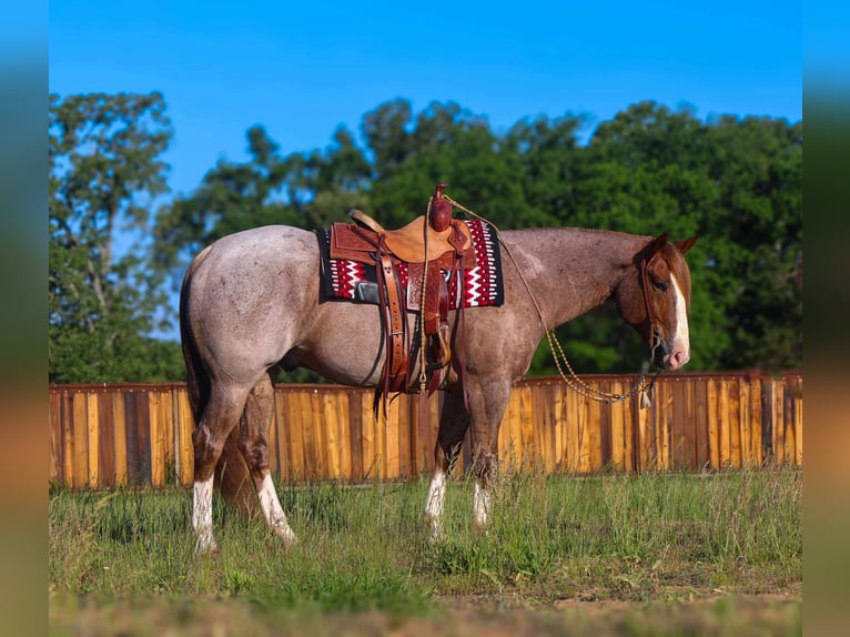 American Quarter Horse Gelding 6 years 15,2 hh Roan-Red in Mount Vernon, TX