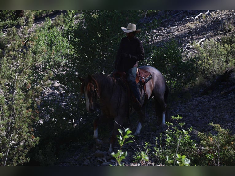 American Quarter Horse Gelding 6 years 15,2 hh Roan-Red in Mount Vernon, TX