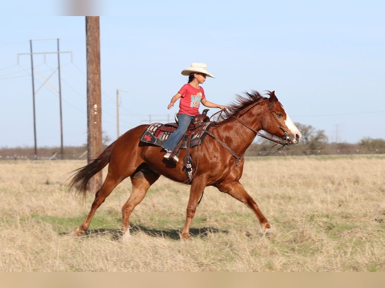 American Quarter Horse Gelding 6 years 15,2 hh Sorrel in Mineral Wells
