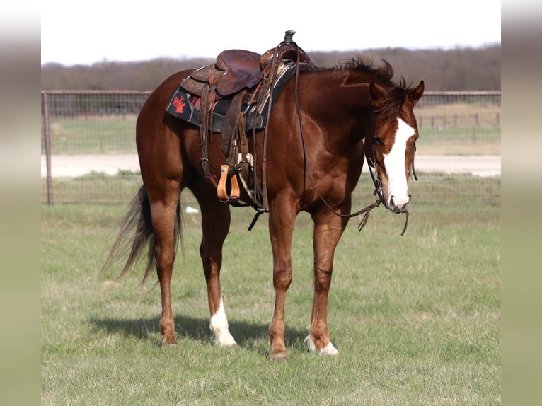 American Quarter Horse Gelding 6 years 15,2 hh Sorrel in Mineral Wells